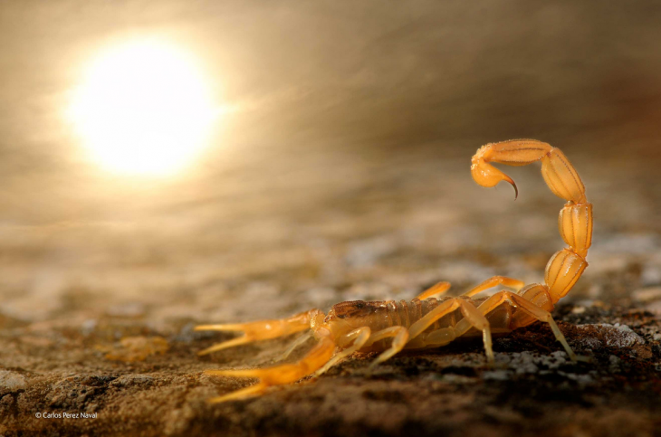 Scorpion en el sol
